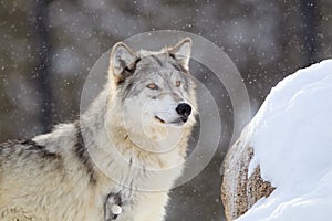 Bright eye timber wolf