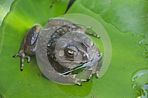 Bright eye of toad on green leaf