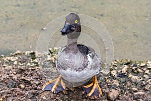 A bright eyed Baer`s Pochard