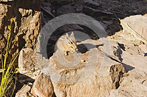 Bright-eyed Chipmunk eating peanuts on a rock