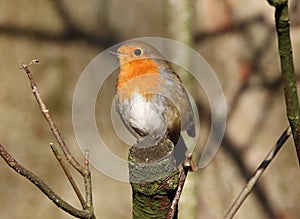 Bright-eyed robin on tree stump