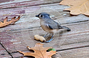 Bright eyed titmouse with a peanut