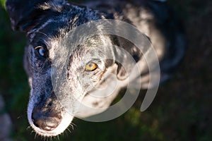 Bright Eyed Unique Looking Dog Canine Looks at Camera