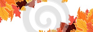 Bright fall autumn leaves harvest border baner. Colorful vector illustration