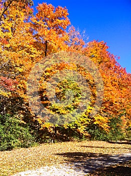 Bright Fall Colours in a Neighbourhood Park