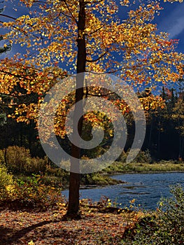 Bright Fall day with splashing colors in Ontario, Canada