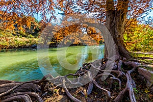 Bright Fall Foliage and Huge Gnarly Roots at Guadalupe State Park, Texas photo