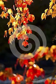 Bright fall foliage at Quincy Bog, New Hampshire.