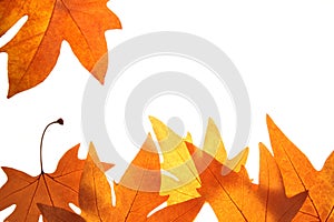 Bright fall leaves background