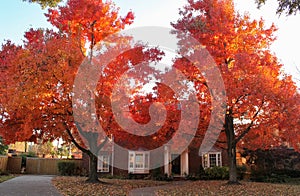 Bright Fall Trees in Front of Brick House in Tradional Neighborhood