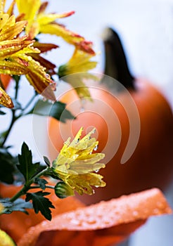 Bright fall yellow flowers and pumpkin on background. Fall decorations on front porch, first snow