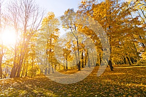 Bright fallen leaves in autumn forest at sunny weather. Fall maple trees. Yellow nature background