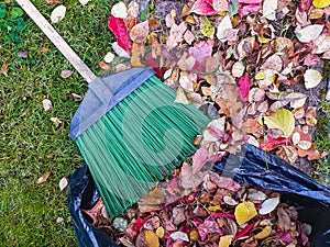 Bright fallen leaves with garden broom in and near plastic bag