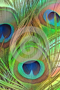 Bright feathers of a peacock