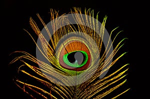 Bright feathers of a peacock close up