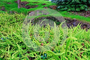 Bright fern green grass in tropical garden. Kula. Maui. Hawaii. photo