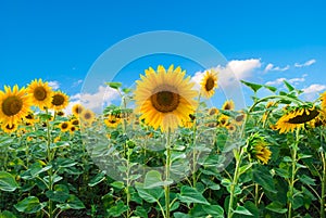 Bright field of sunflowers