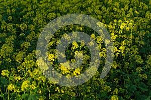 Bright field with yellow mustard flowers with green leaves and stems. Cruciferous plants. Line of sunlight