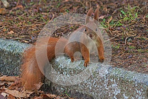 A bright fiery red squirrel with a fluffy tail and a white chest in a city park.