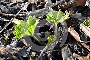 Bright first spring green growing leaves of Alcea rosea common hollyhock, mallow flower close up, natural organic background top