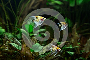 bright fish swim in a large aquarium