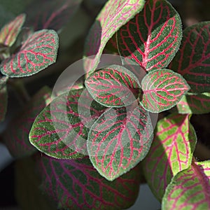 Bright fittonia foliage with red veins