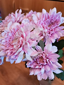 Macro view of fresh pink chrysantemum flowers photo