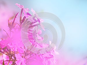Bright floral background