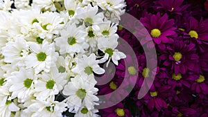 Bright floral contrasting background of maroon and white chrysanthemums. Dualism of opposite colors