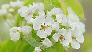 Bright floral scene with natural lighting. Beautiful pear blossoms. Close up.