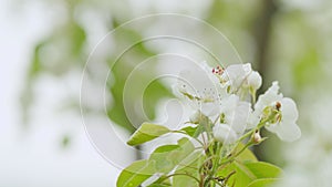 Bright floral scene with natural lighting. Beautiful pear blossoms. Close up.