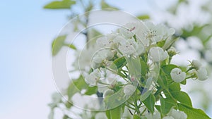 Bright floral scene with natural lighting. Beautiful pear blossoms. Close up.