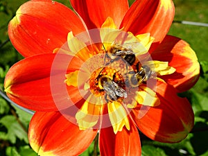 Bright flower and bees