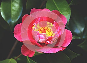 Bright flower of camellia