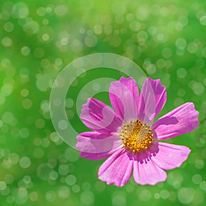 Bright flower cosmos on blurred background with boke and copy space for text