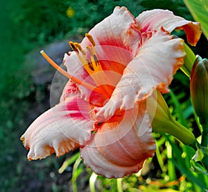 Bright flower in the garden closeup
