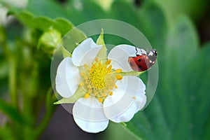 Bright flower and ladybug