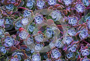 Bright flower Sempervivum tectorum, succulents or crassulaceae with water drops. Closeup photo, selective soft focus. Plants, gard