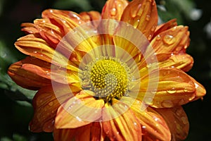 Bright Flower with Water Drops