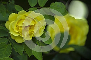 Bright flower of a yellow rose among the green foliage.