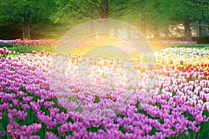 Bright flowerbed in Keukenhof