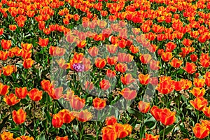 Bright flowerbed with orange-red tulips