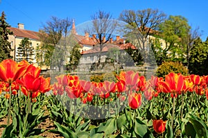 Bright flowerbed with orange-red tulips  during quarantine