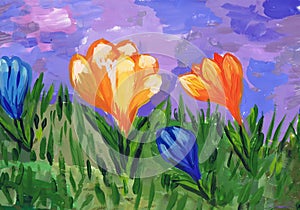 Bright flowering crocuses. Children`s drawing