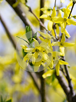 Bright flowering of forsythia in early spring