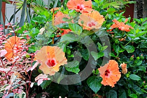 Bright Flowering Mandarin Tradewinds Hibiscus Shrub photo