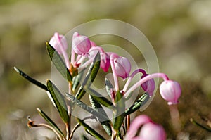 Bright flowering of a small arctic flower in summer