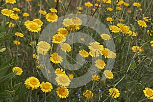 Bright flowers of Anthemis tinctoria plants