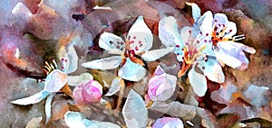 Bright flowers  on the branch of an apple tree. The spring bloom. Macro. Watercolor painting. Horizontal orientation