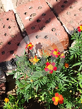 Bright flowers on a brickwork background